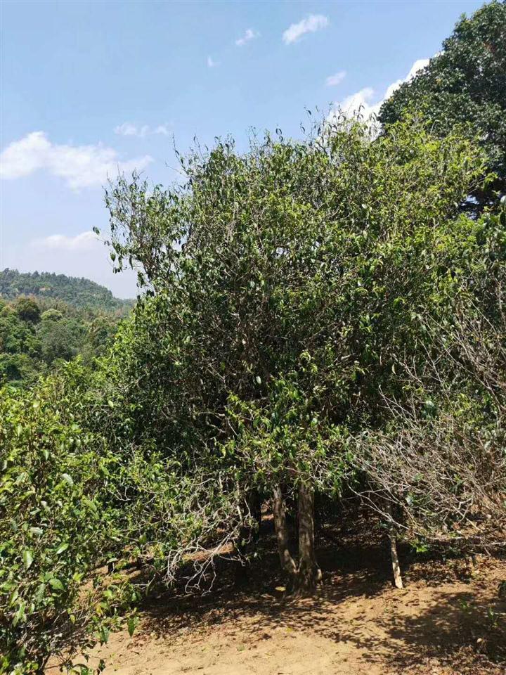 普洱市政协召开推进普洱景迈山古茶林申报世界文化遗产