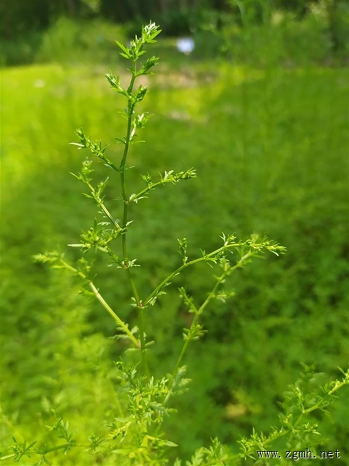 青蒿素的基原植物黄花蒿