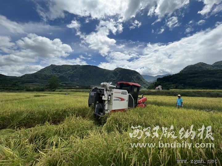 我州开展优质陆稻新品种旱直播轻简栽培示范成效明显