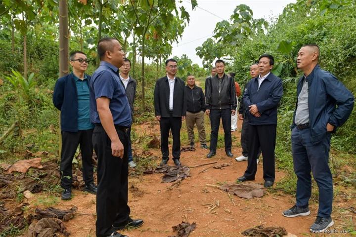 省农垦局调研组深入勐腊垦区调研