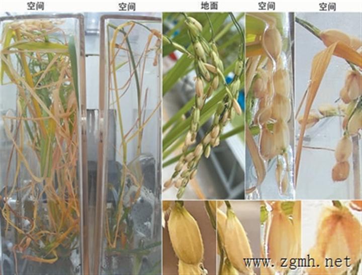 国际上首次在空间站培育出水稻种子