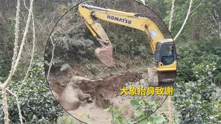 重约2.5吨亚洲象坠入深坑被困，各方合力成功营救！