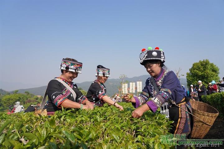 普洱迎来春茶采摘“黄金季”