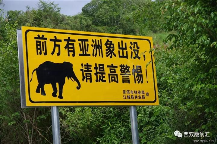 历经风雨、野象归来