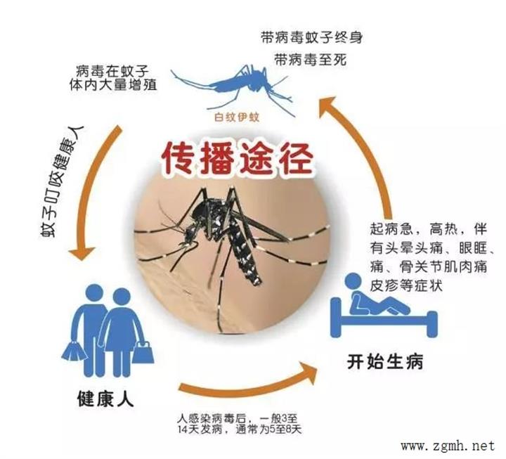 关于登革热的这份诊疗指南赶紧收好!