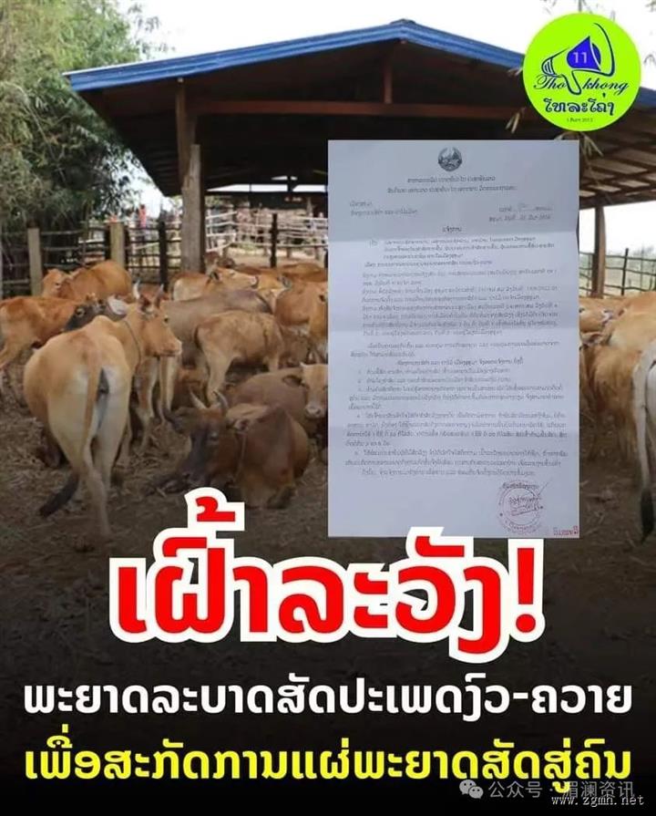 警告！老挝南部占巴塞出现牛传人炭疽病，有三人中招，当局封锁动物运输出县城