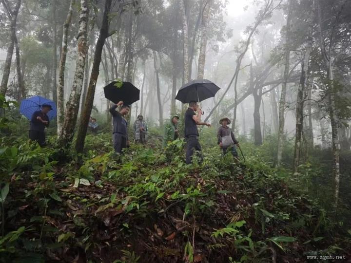 象明山路十八弯 法官冒雨 “上” 茶山