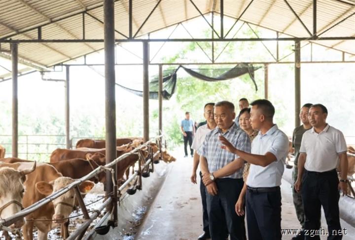勐腊县：助农增收 沃土生“金” 发展新型经营主体 撬动农业增效增收杠杆