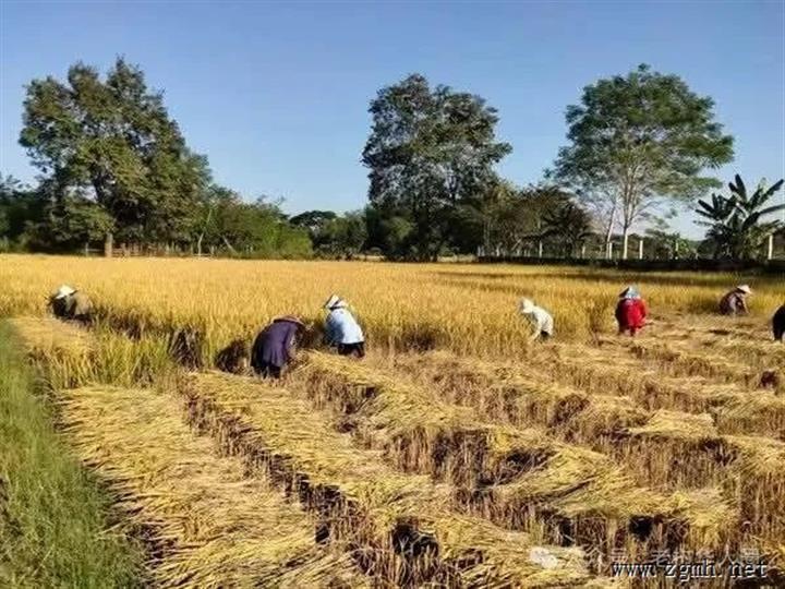 农业和林业部确保当地农业生态系统绿色可持续发展，保持4.3%的农业增长率。