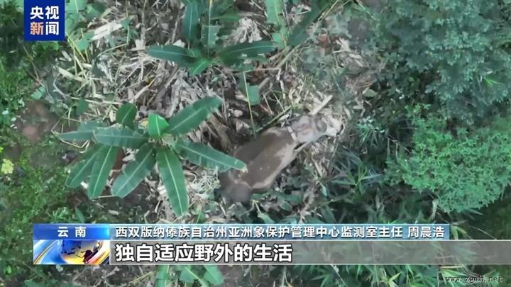 救助象“阿宝”回归山林10个月，中国首例野化亚洲象交出满分答卷