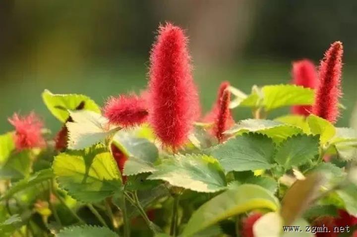 中国科学院西双版纳热带植物园“三八”国际妇女节为您免单