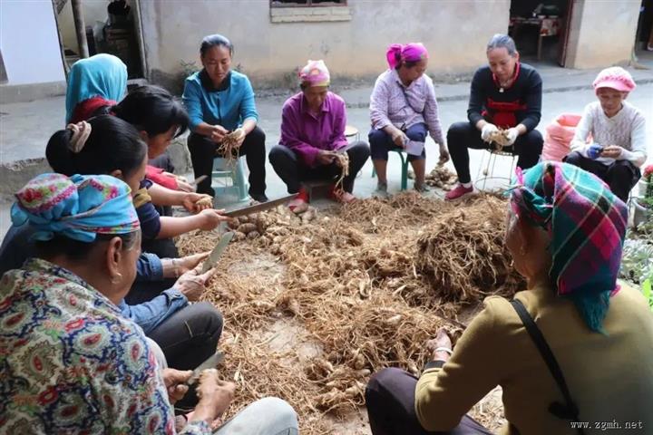 乡村振兴  |  瑶区乡老百寨村：傣药深“根”沃土间  乡村“药”启振兴篇