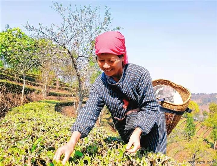 全省茶叶产业发展工作现场推进会在普洱召开 石玉钢出席并讲话