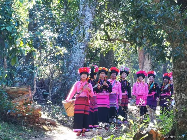 【西双版纳经验】西定乡巴达古茶山“茶文化+”激活乡村全面振兴新动能