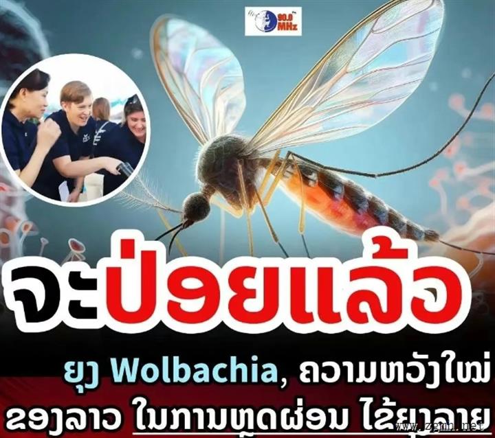 以蚊治蚊！万象将释放一波不咬人的“好蚊子”（Wolbachia），以防治登革热等蚊媒疾病