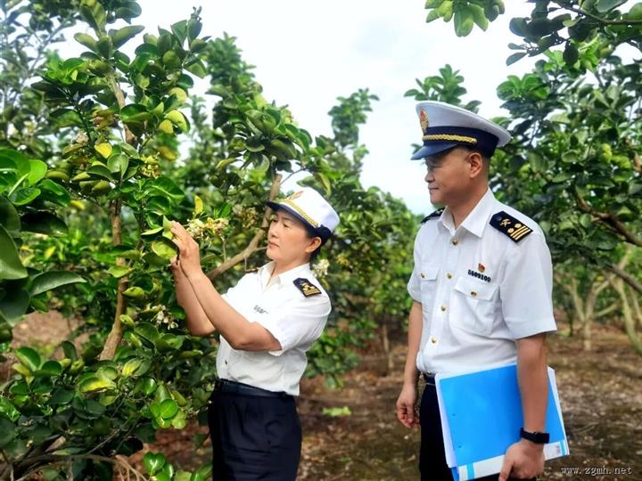 西双版纳鲜柚子首次出口