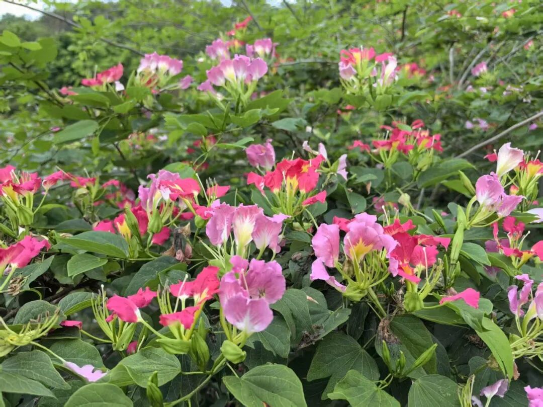 版纳植物园荣获多项植物新品种权         