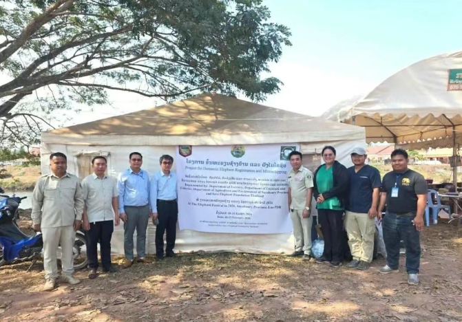 老挝成功为50头圈养大象进行了身份登记并植入微芯片