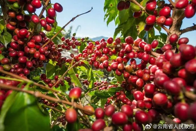 中国咖啡产业最新动态
