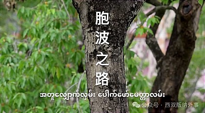 《胞波之路》《你好，胞波！》全面上线
